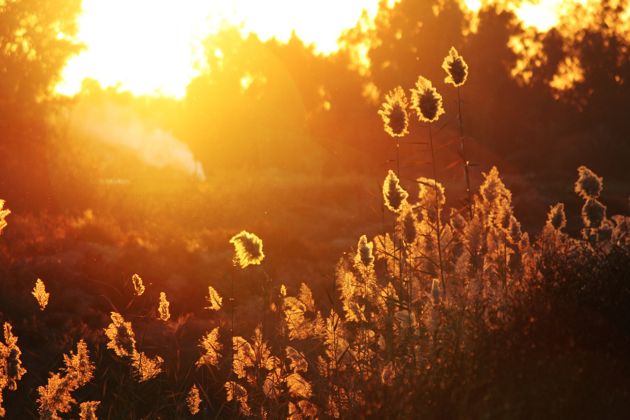 leaves plant sunset free photo