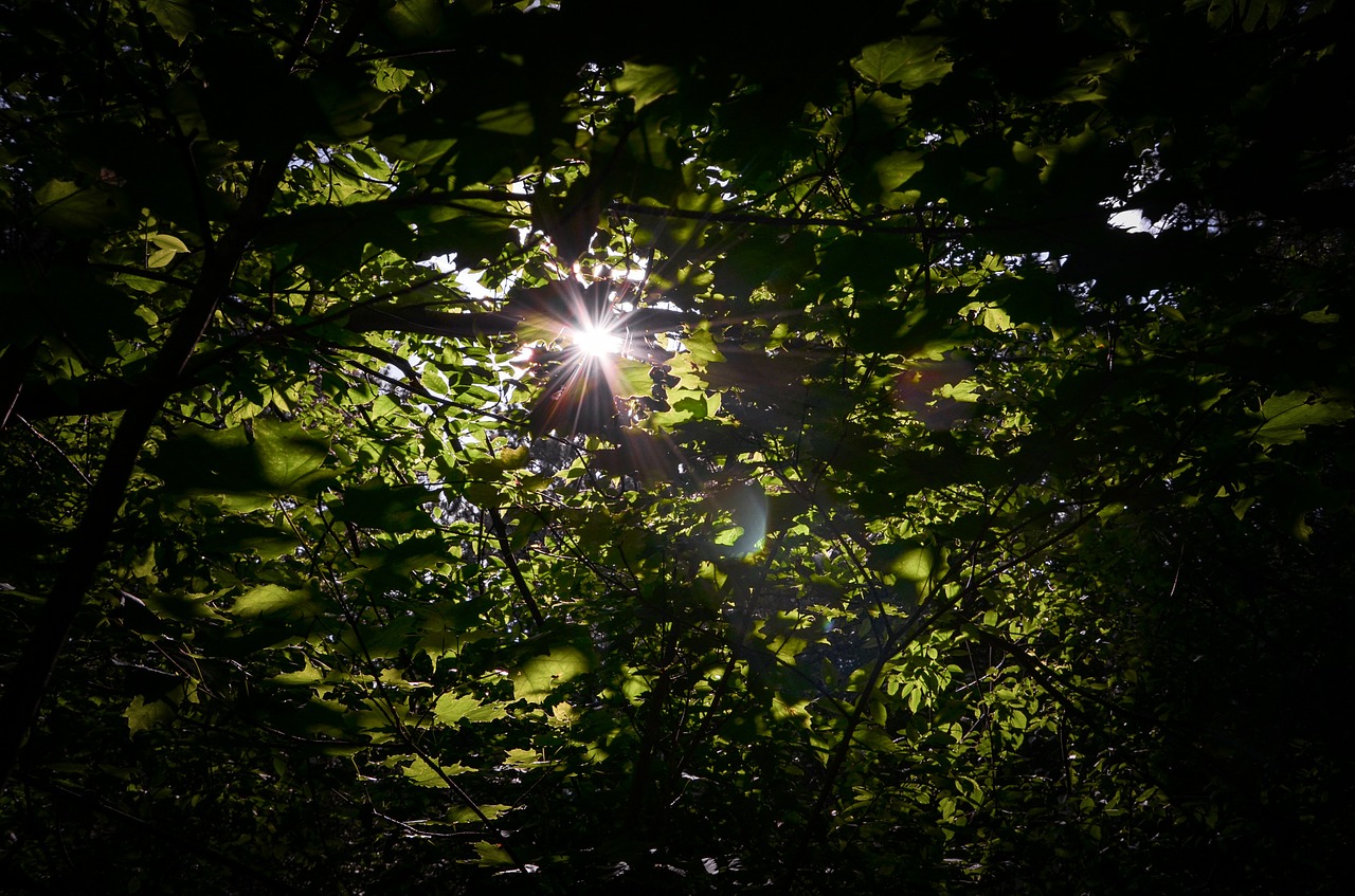 leaves trees sun free photo