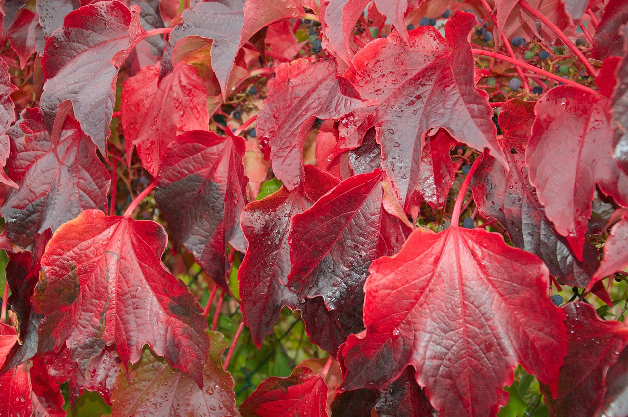 leaves autumn red free photo
