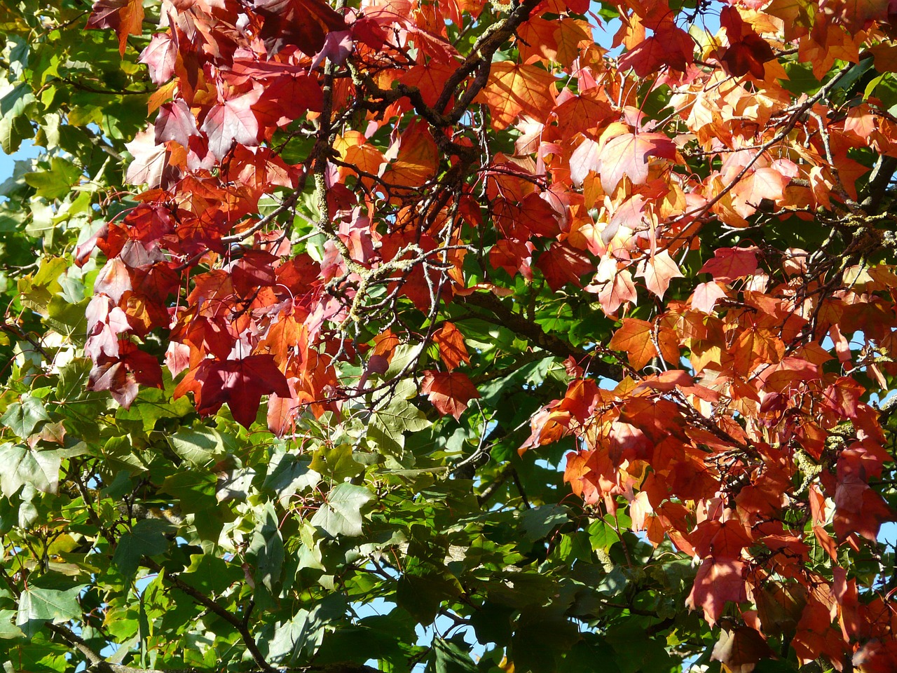 leaves coloring autumn free photo