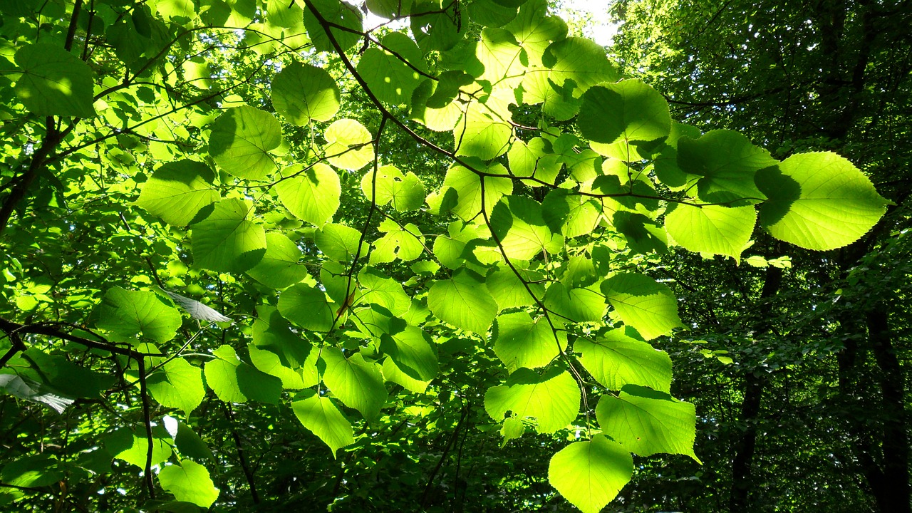 leaves sun forest free photo