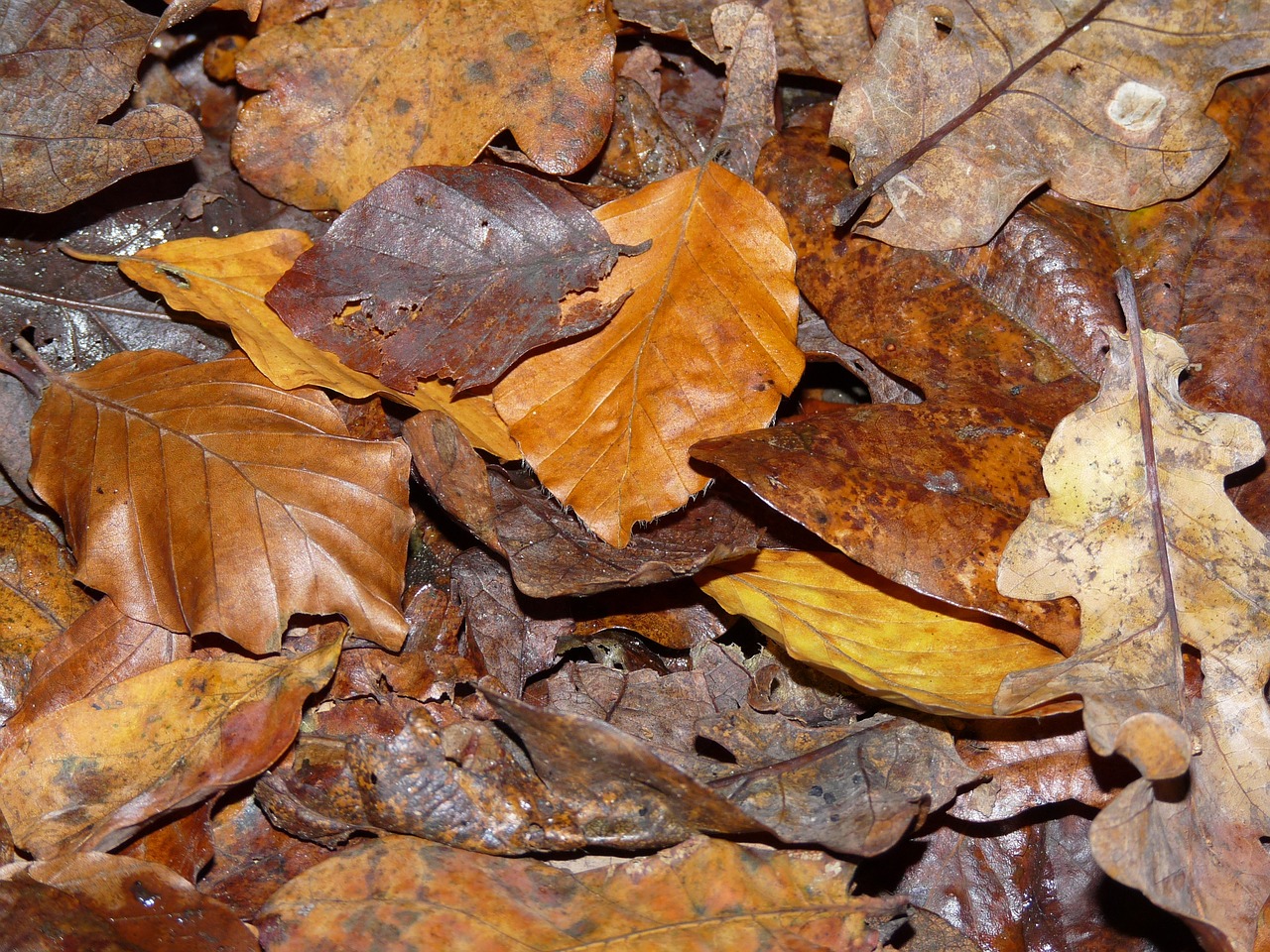 leaves autumn fall free photo