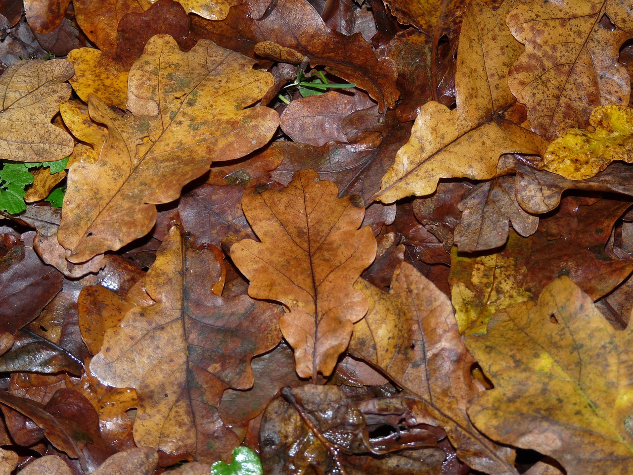 leaves autumn fall free photo