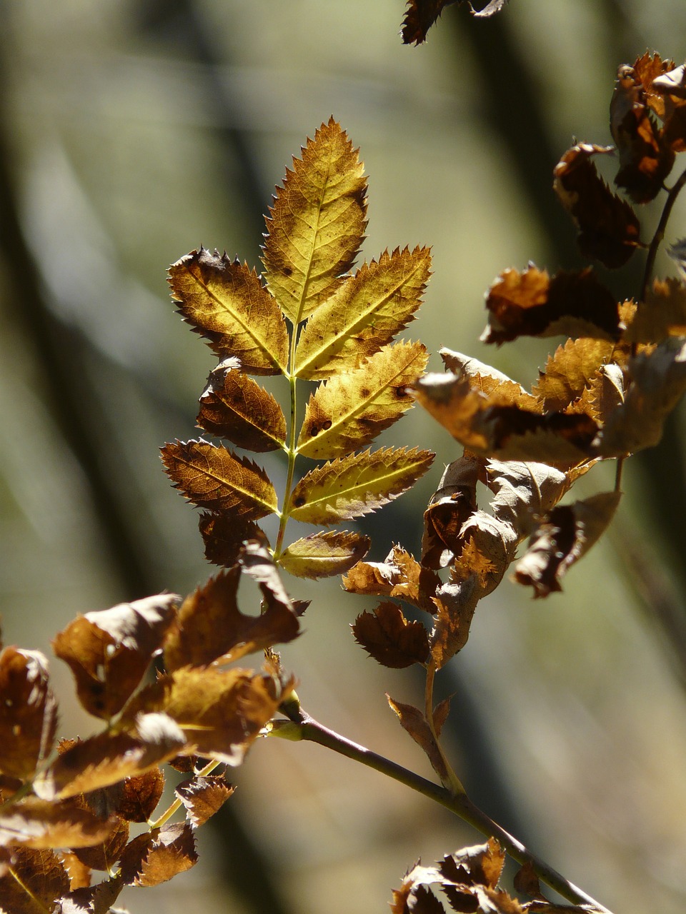 leaves autumn fall color free photo