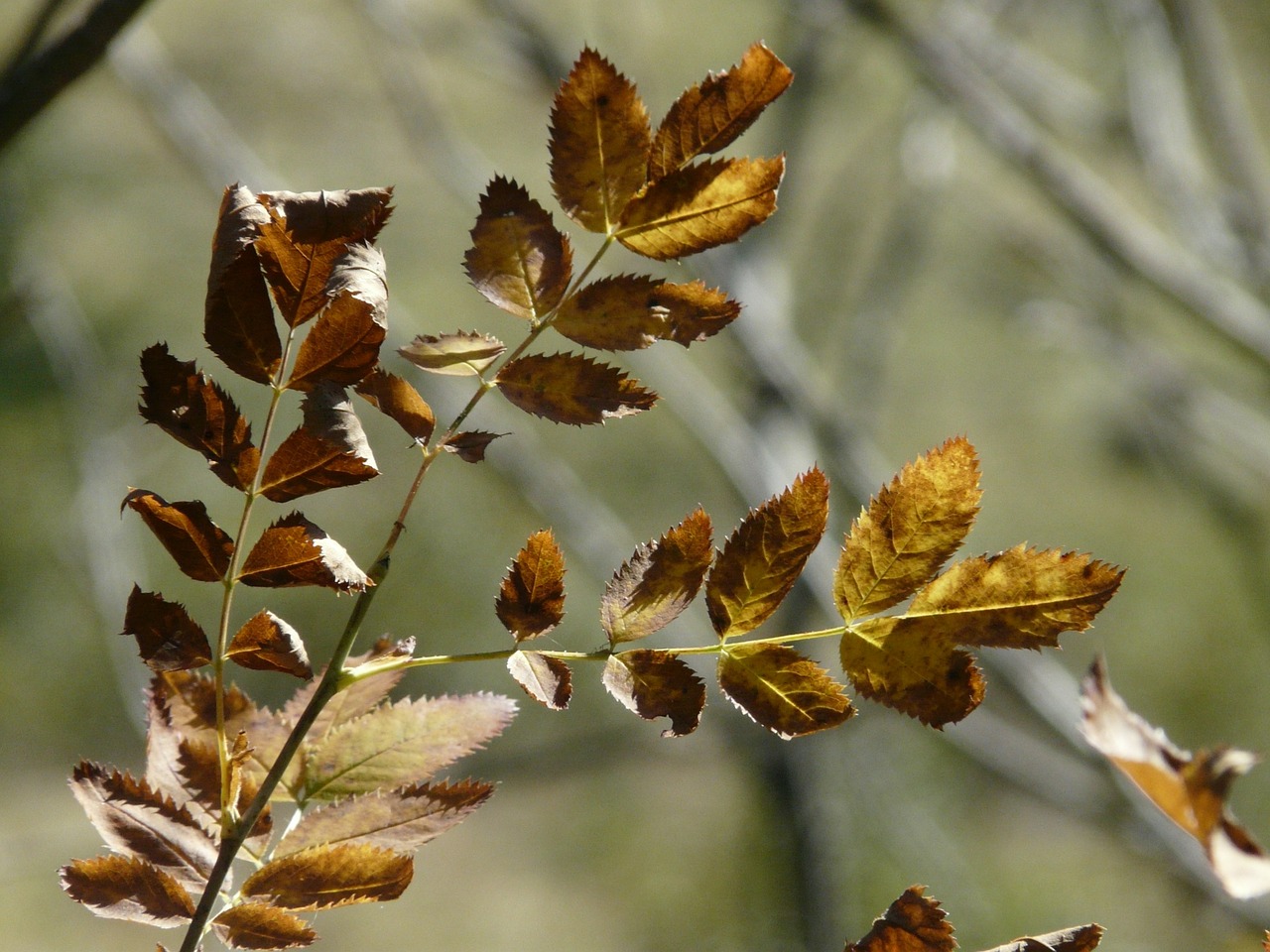 leaves autumn fall color free photo