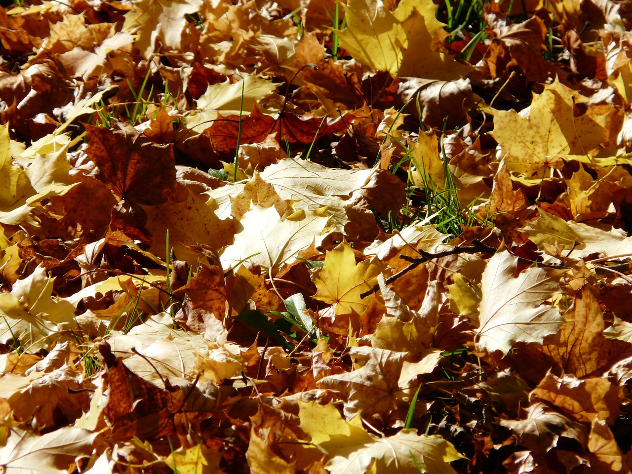 leaves maple leaves autumn free photo
