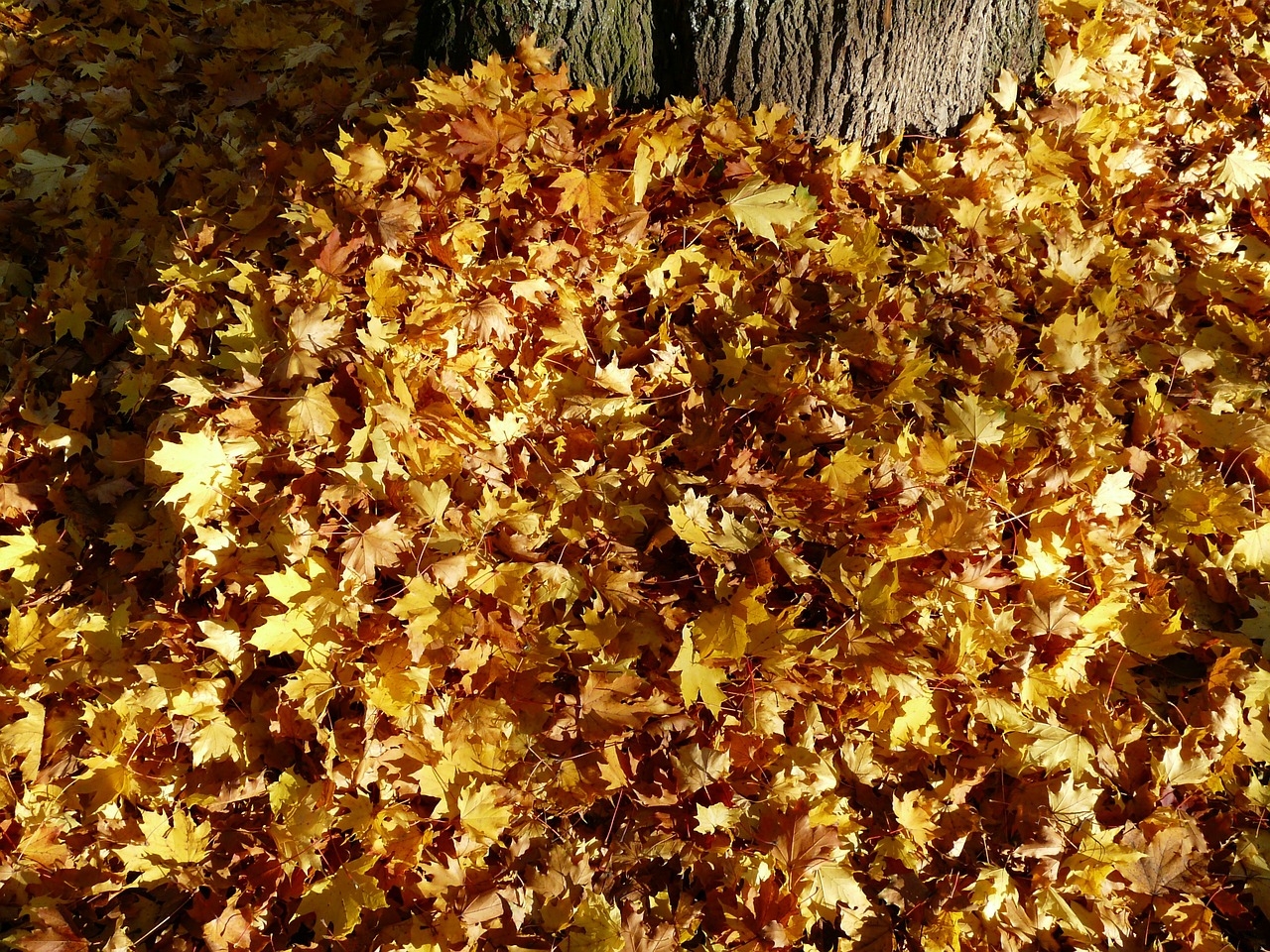 leaves leaf piles autumn free photo