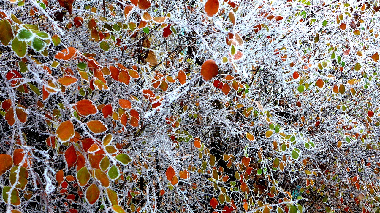 leaves colored frozen free photo