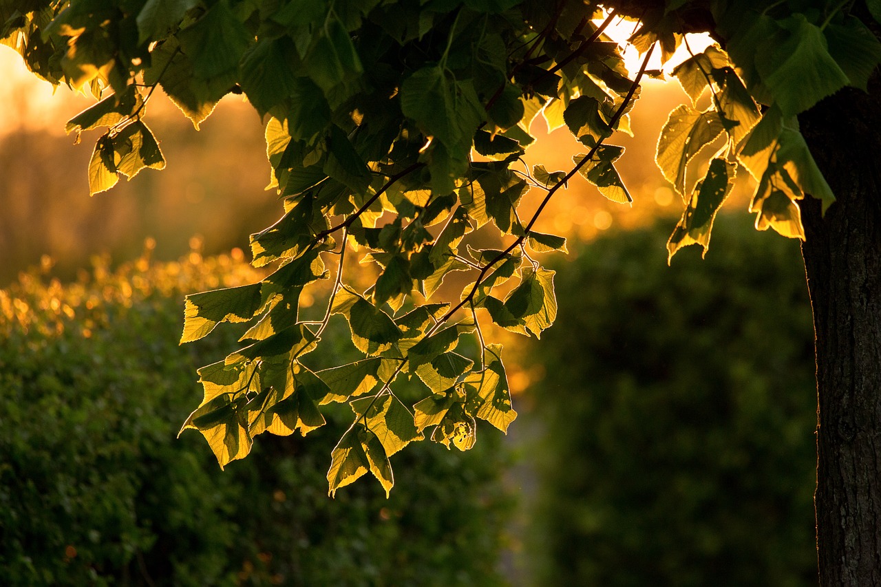 leaves tree back light free photo