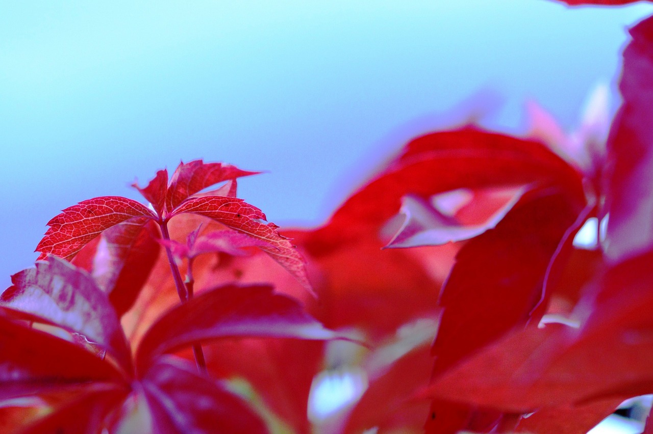 leaves red violet free photo