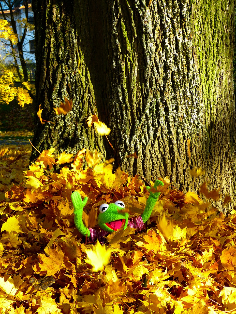 leaves colorful sheet rain free photo