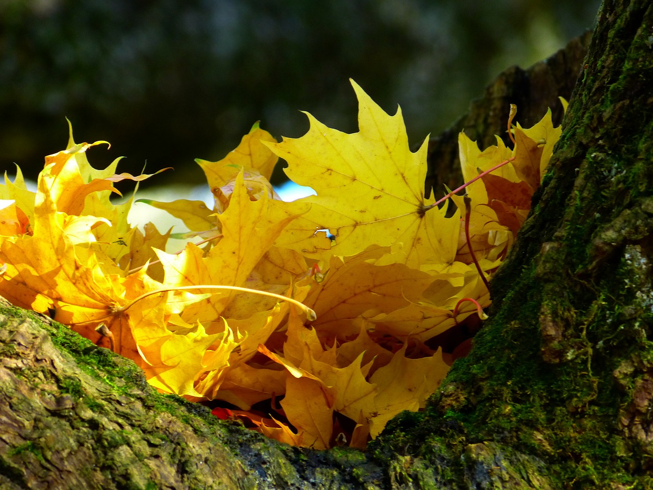 leaves colorful yellow free photo