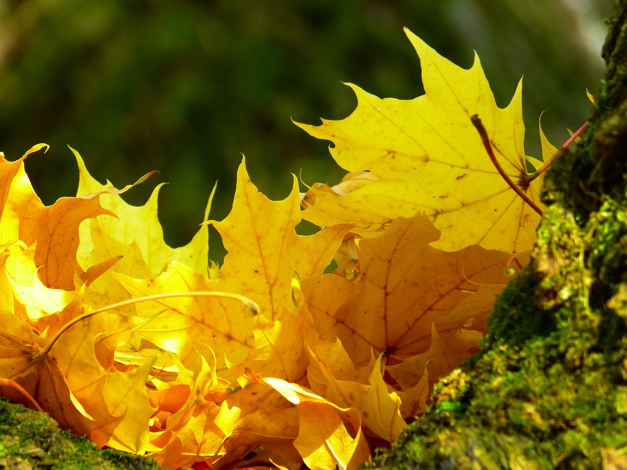 leaves colorful yellow free photo