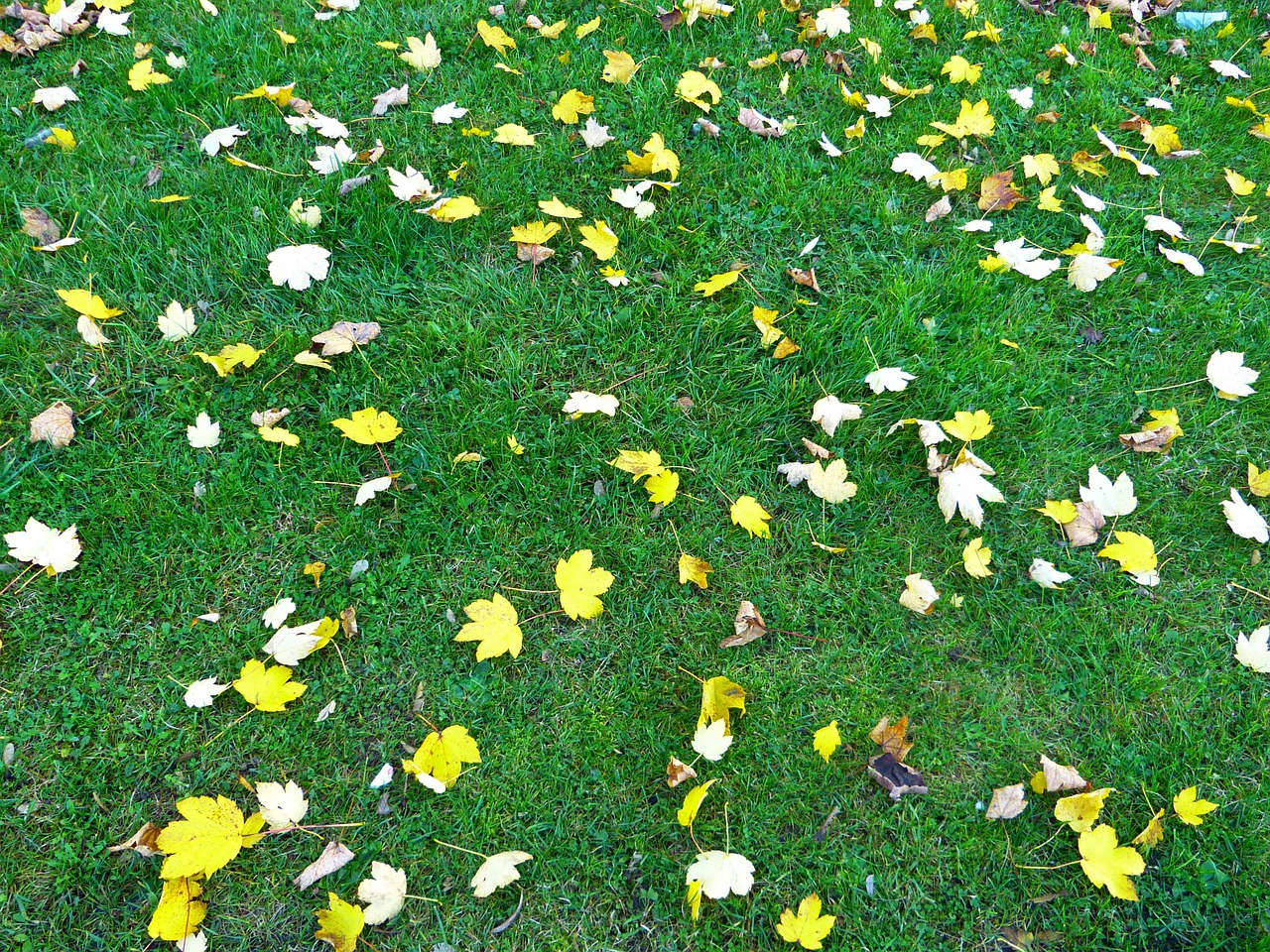 leaves colorful yellow free photo