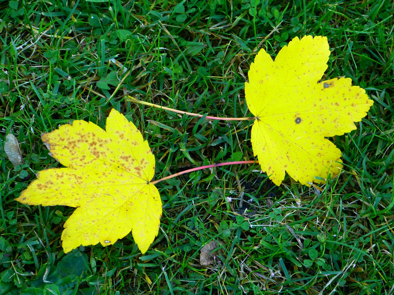 leaves yellow autumn free photo