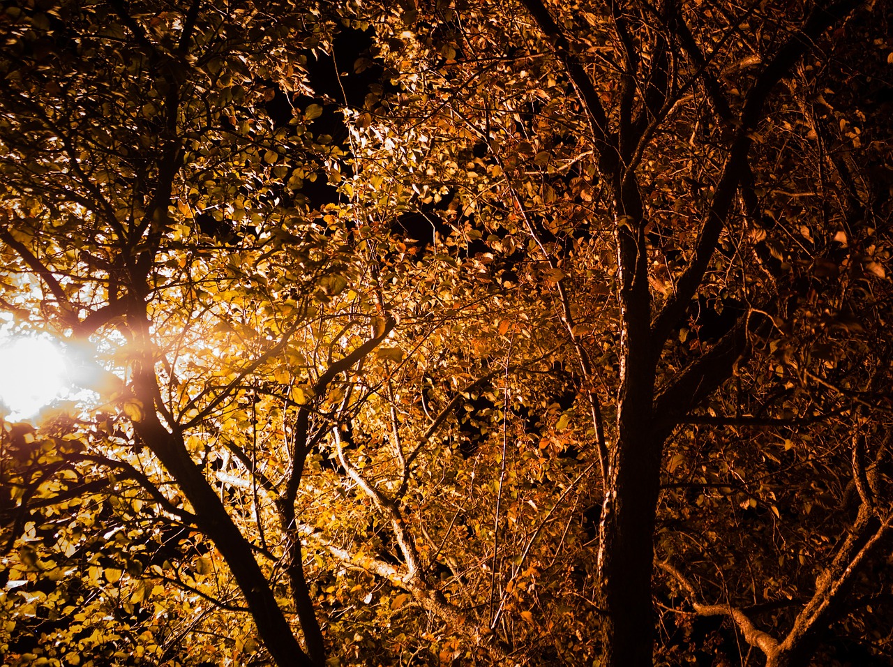 leaves trees lighting free photo