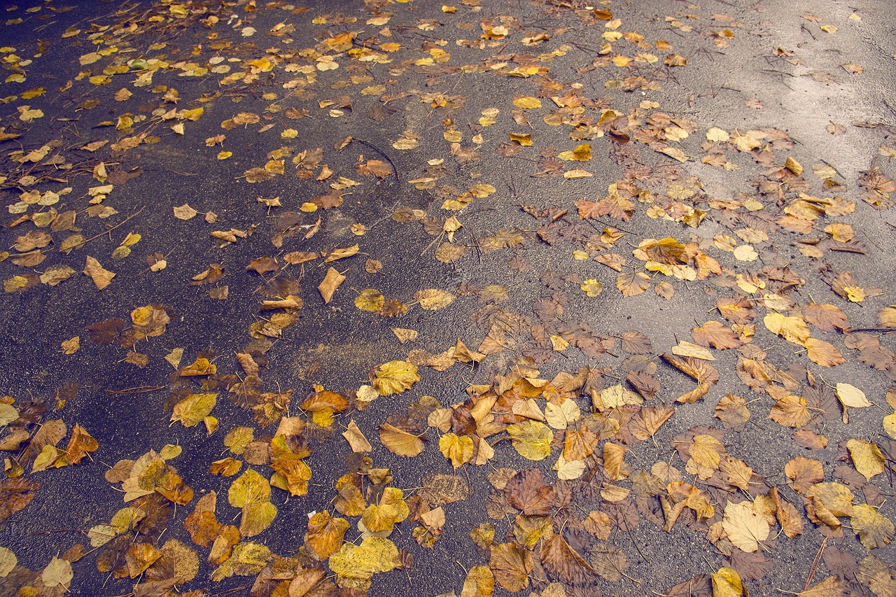 leaves fall autumn free photo