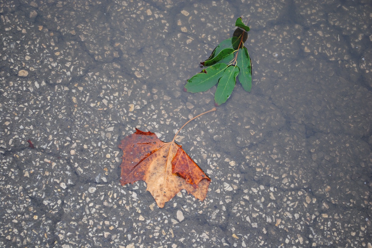 leaves water nature free photo