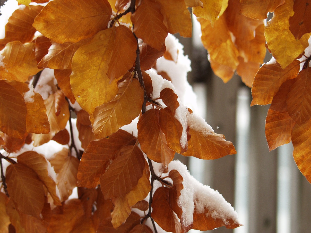 leaves colorful snowy free photo
