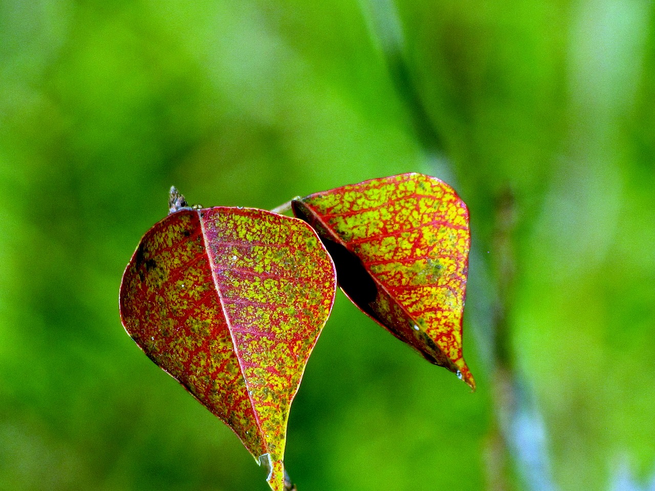 leaves drops plant leaves water free photo