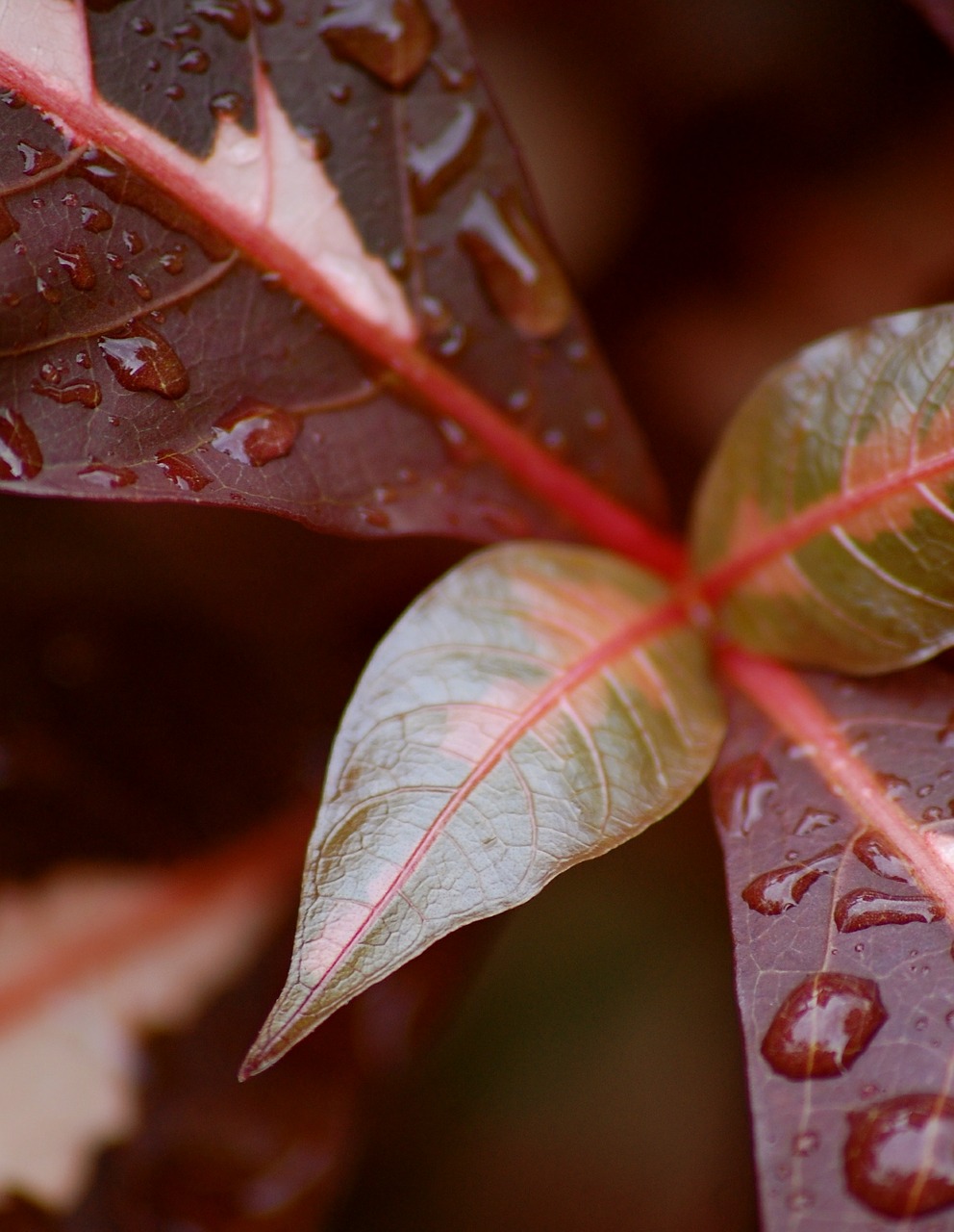 leaves macro water free photo