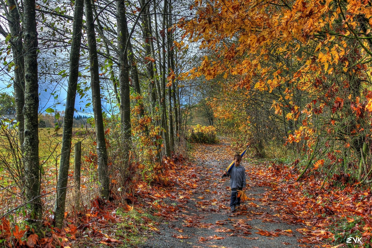 leaves boy umbrella free photo