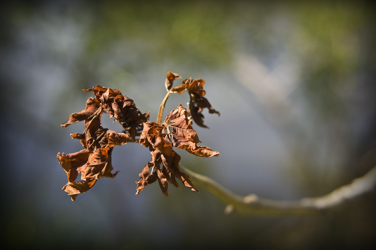 leaves autumn nature free photo