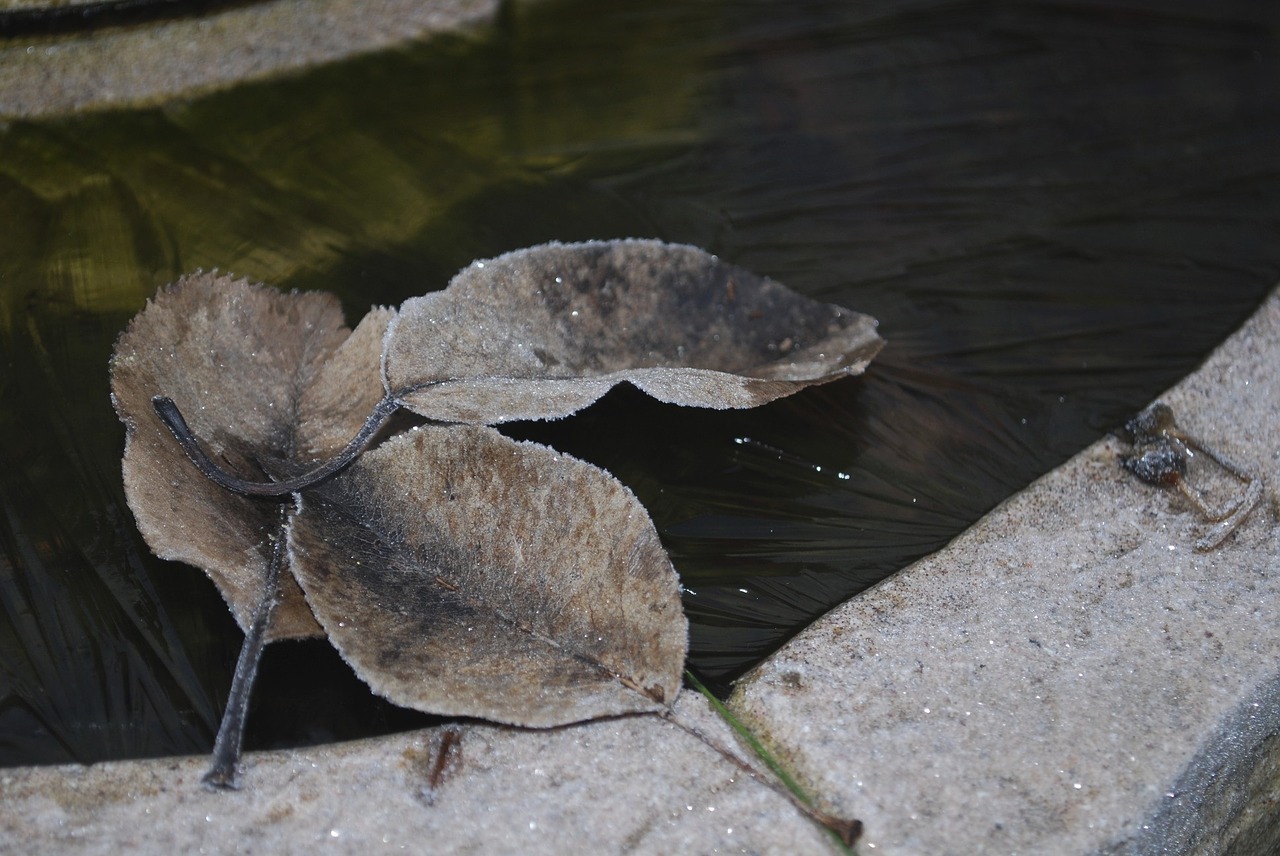 leaves frozen ice free photo