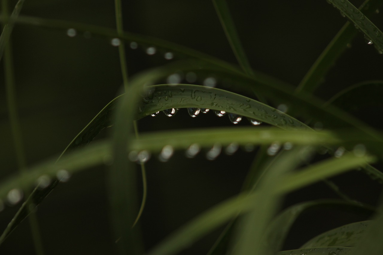 leaves wet water drops free photo