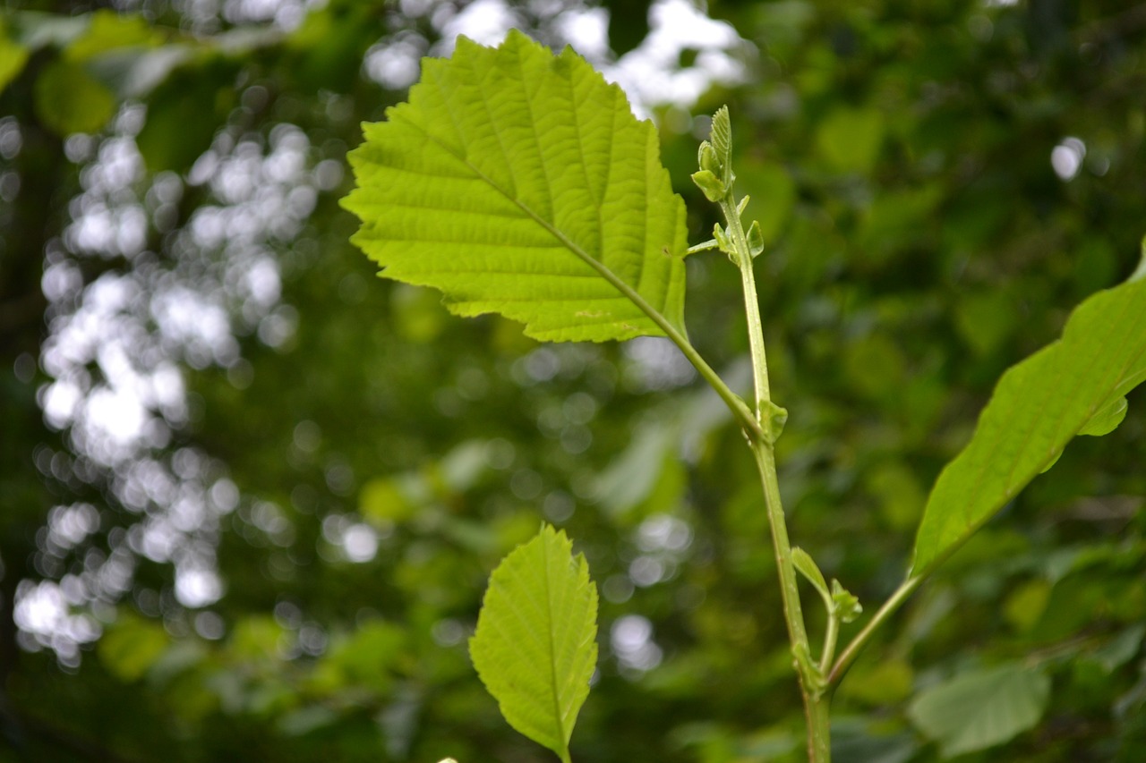 leaves tree green free photo