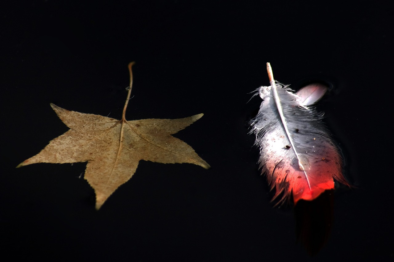 leaves feather water free photo