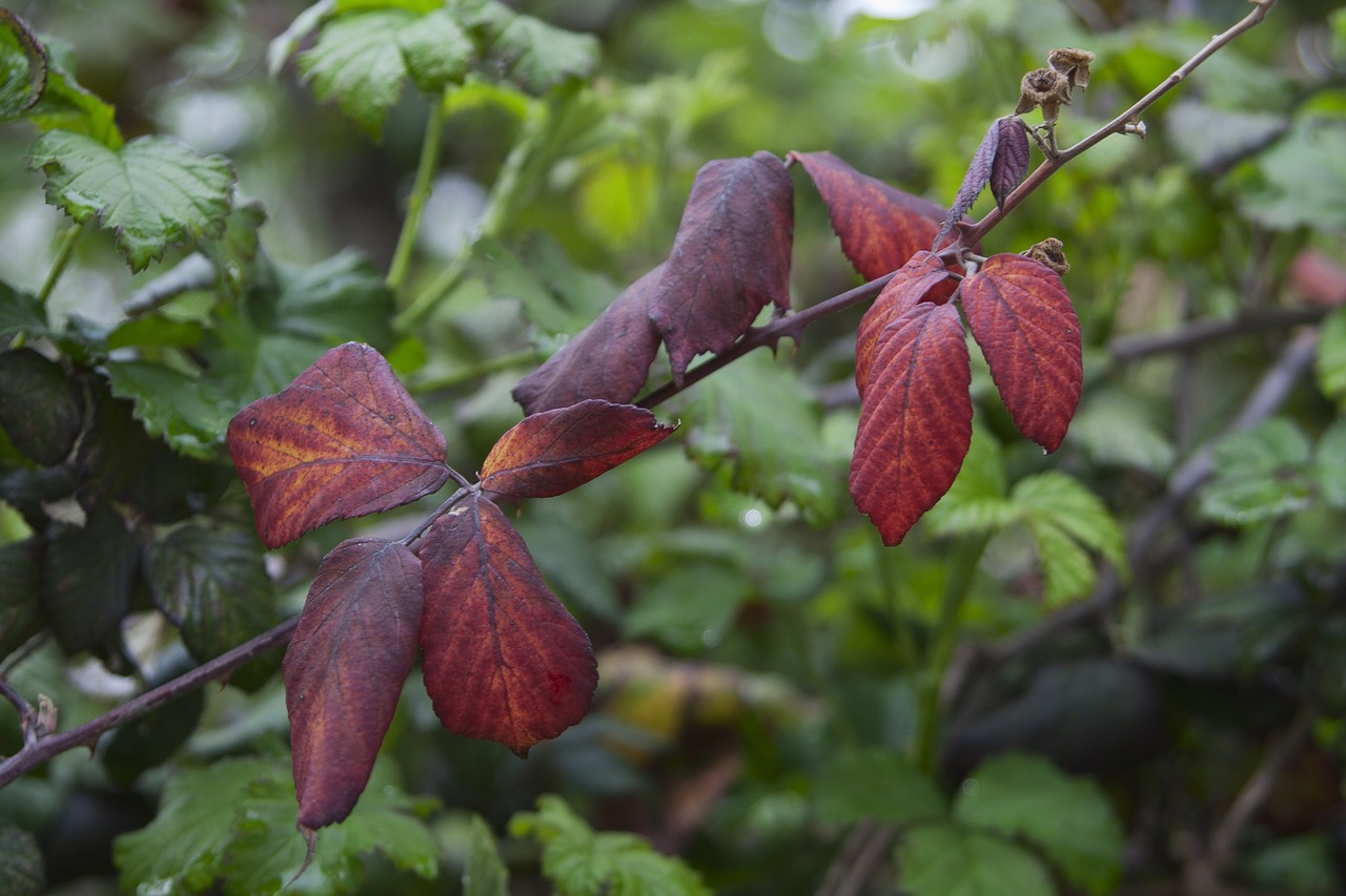 leaves nature red free photo