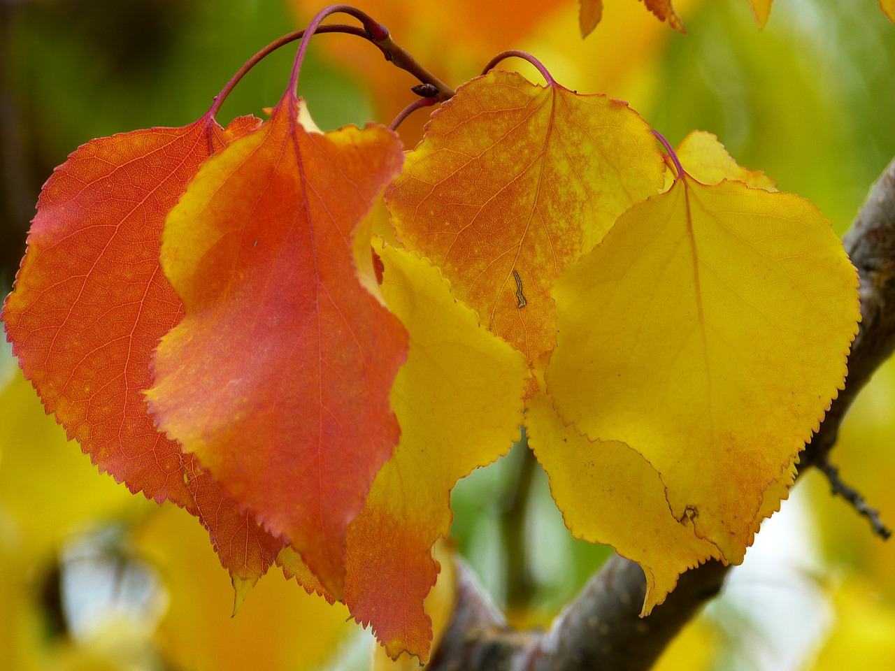 leaves fall color colorful free photo