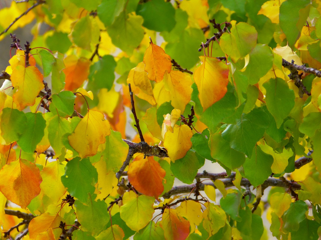 leaves fall color colorful free photo