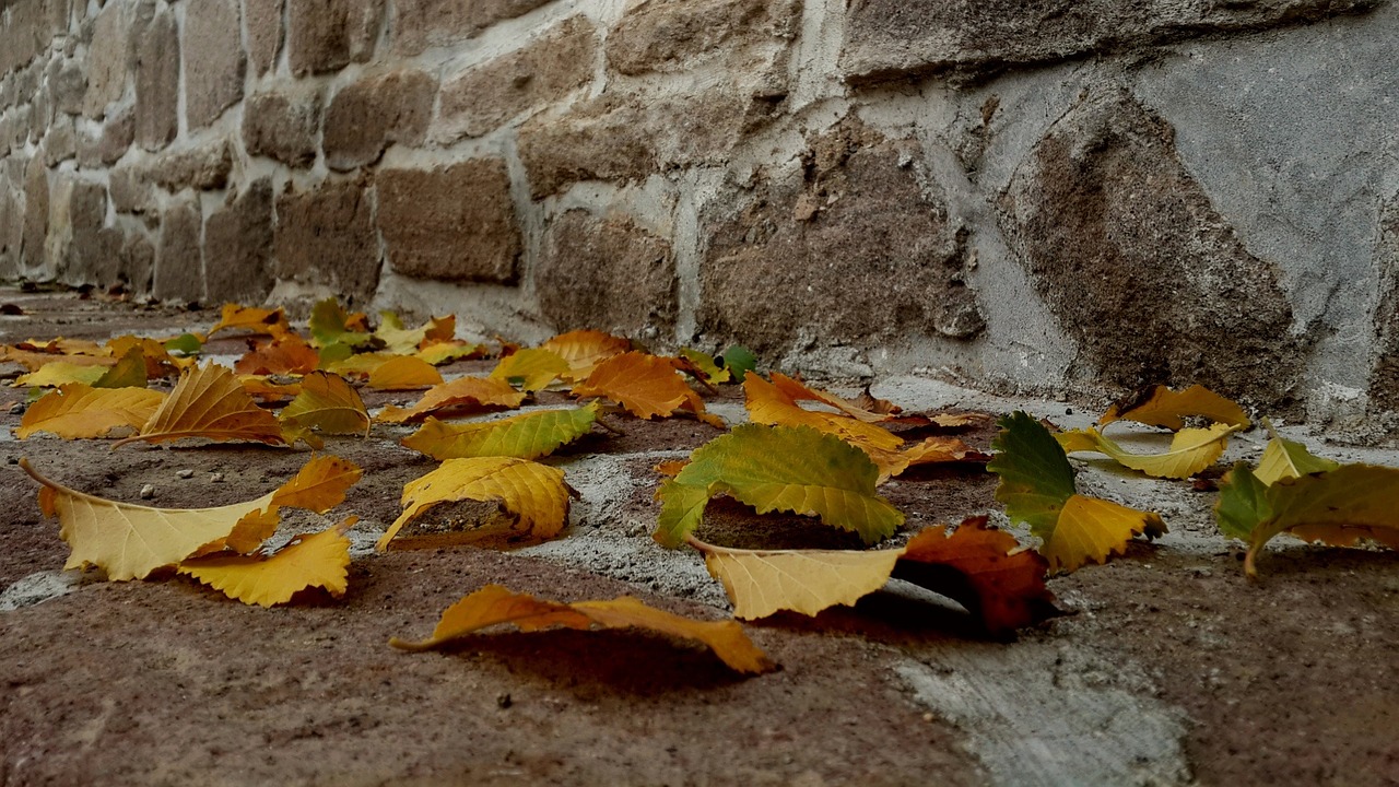 leaves autumn sille free photo