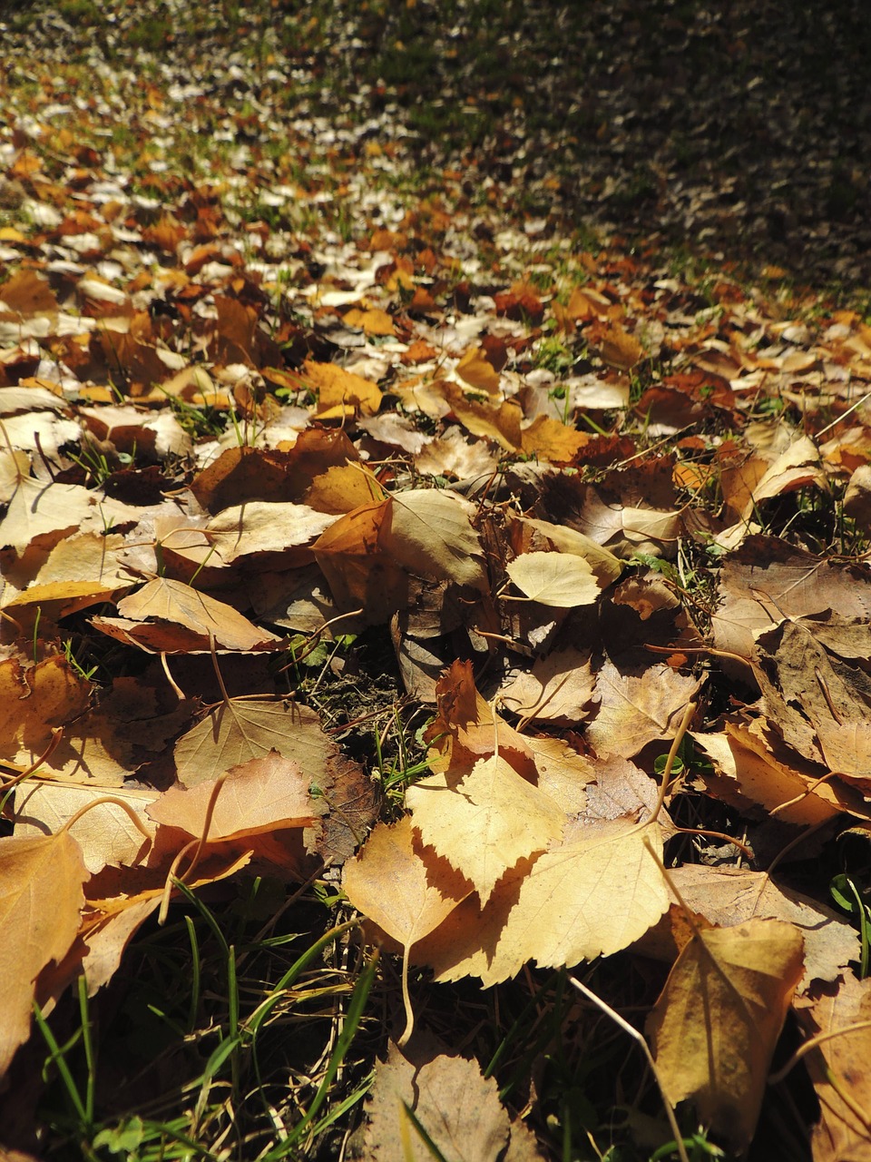 leaves autumn ocher free photo