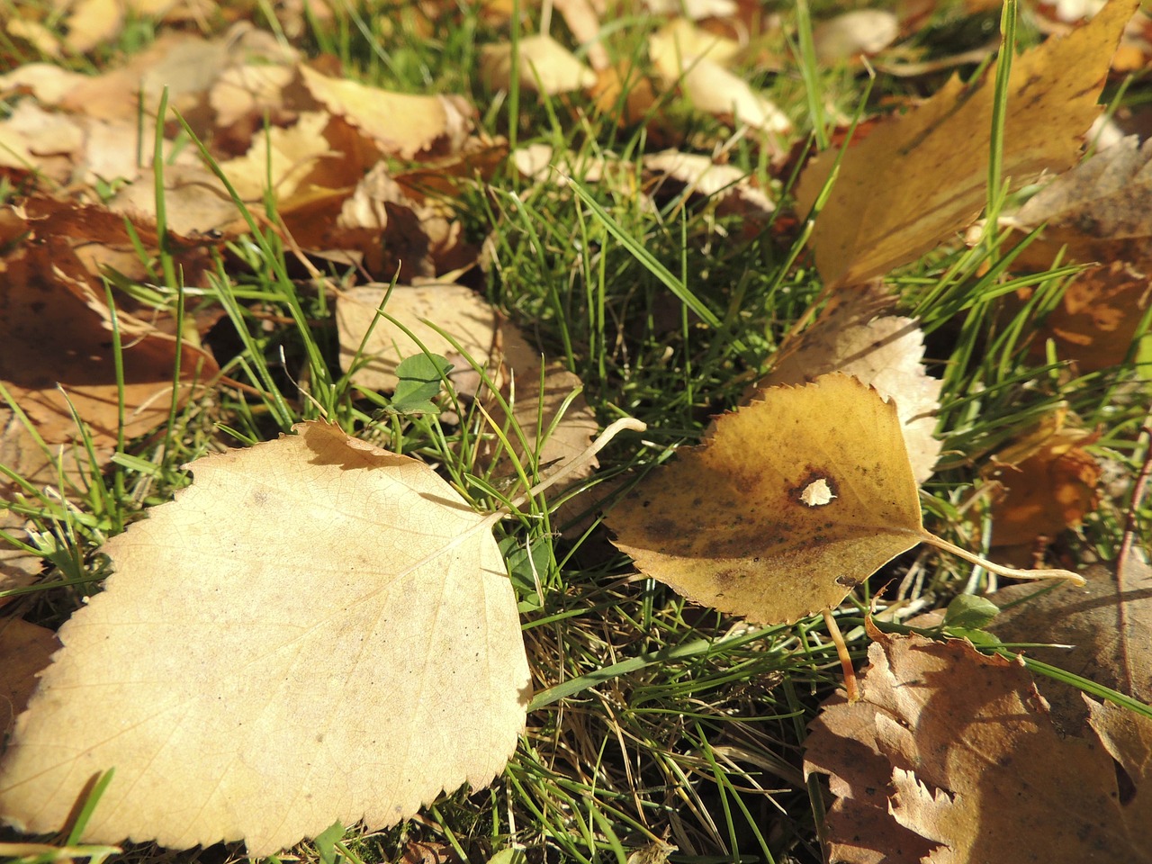 leaves autumn ocher free photo