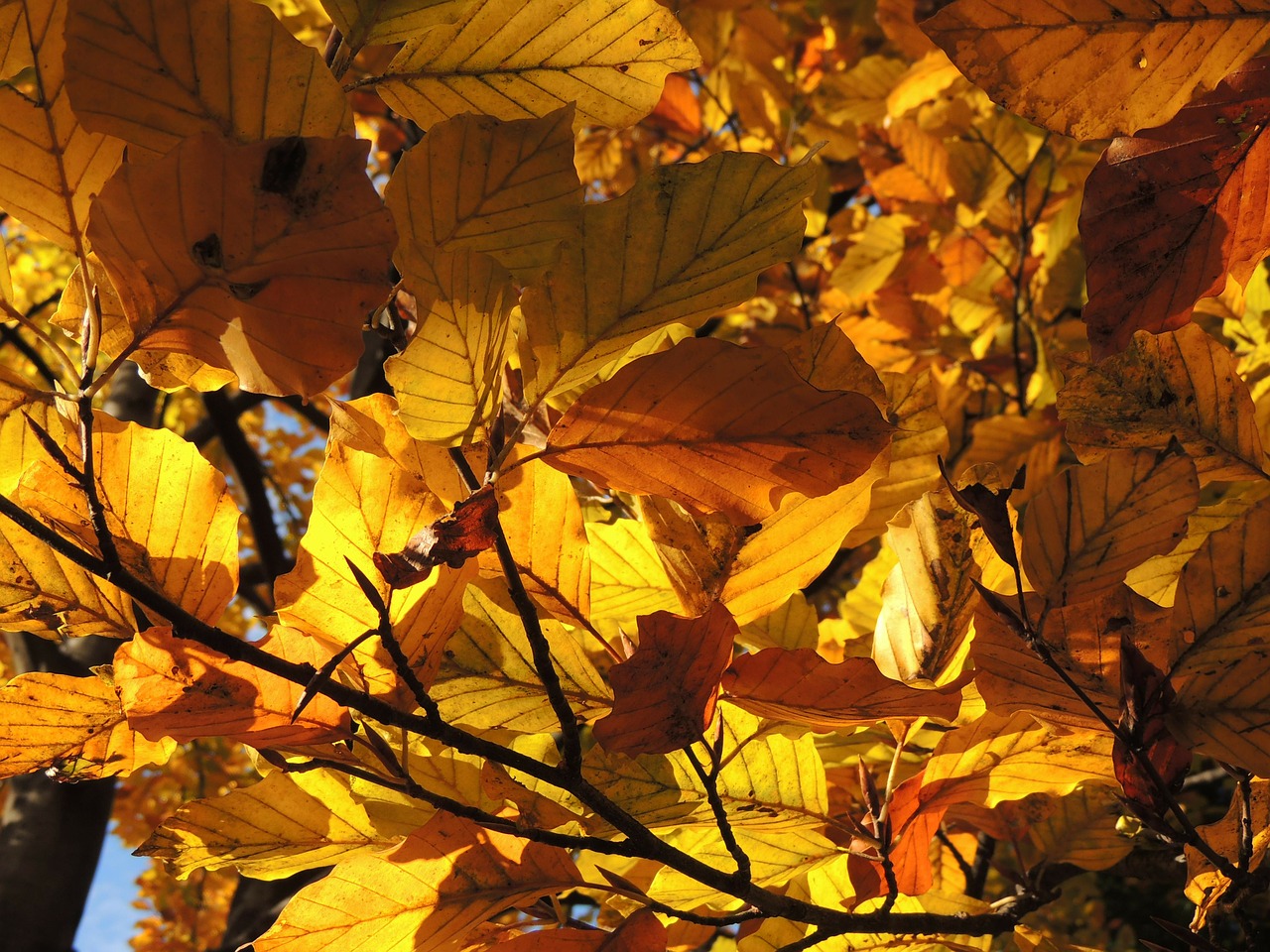 leaves branch forest free photo