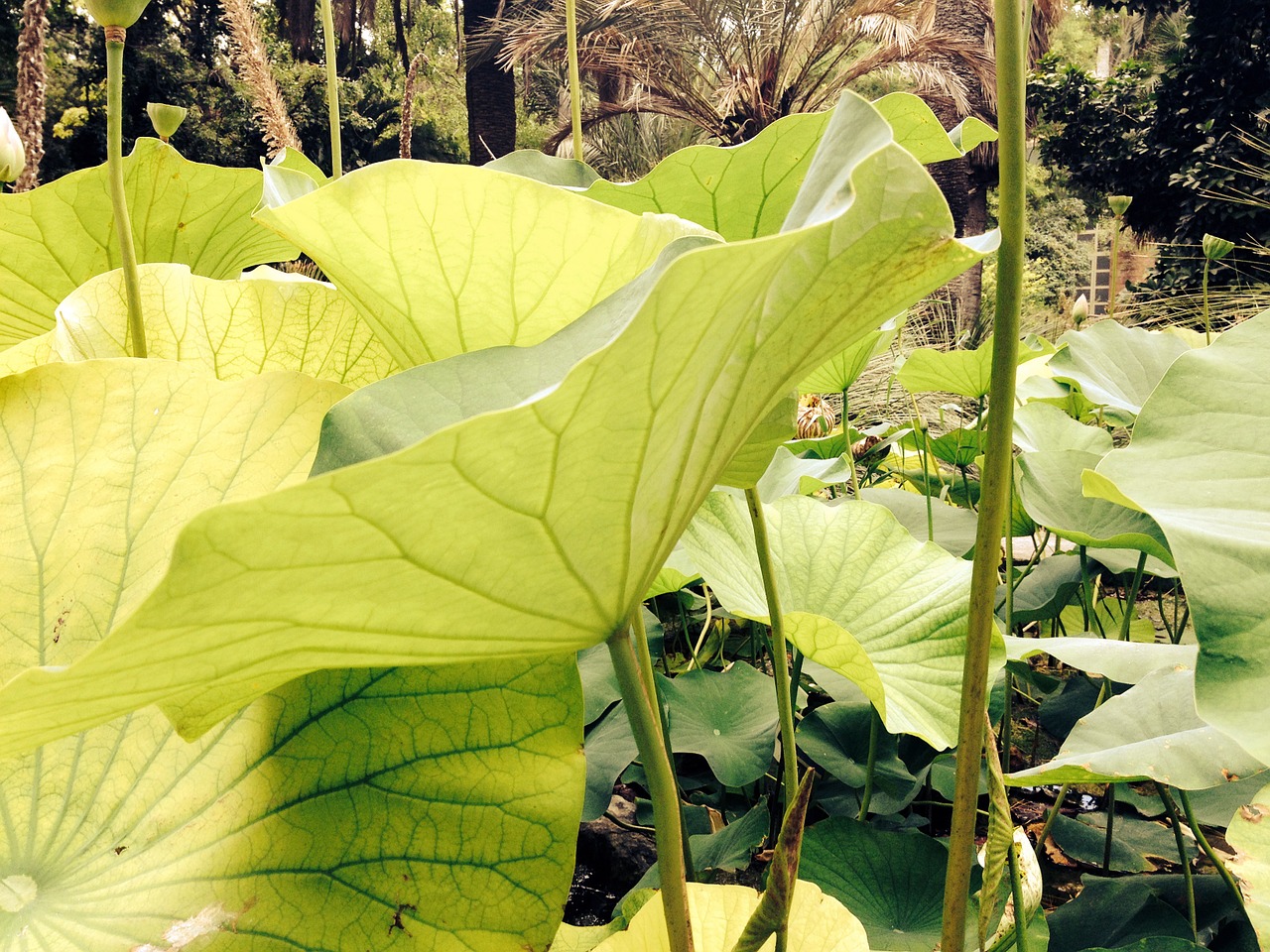 leaves lotus plant free photo