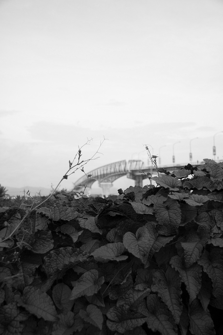 leaves bridge park free photo