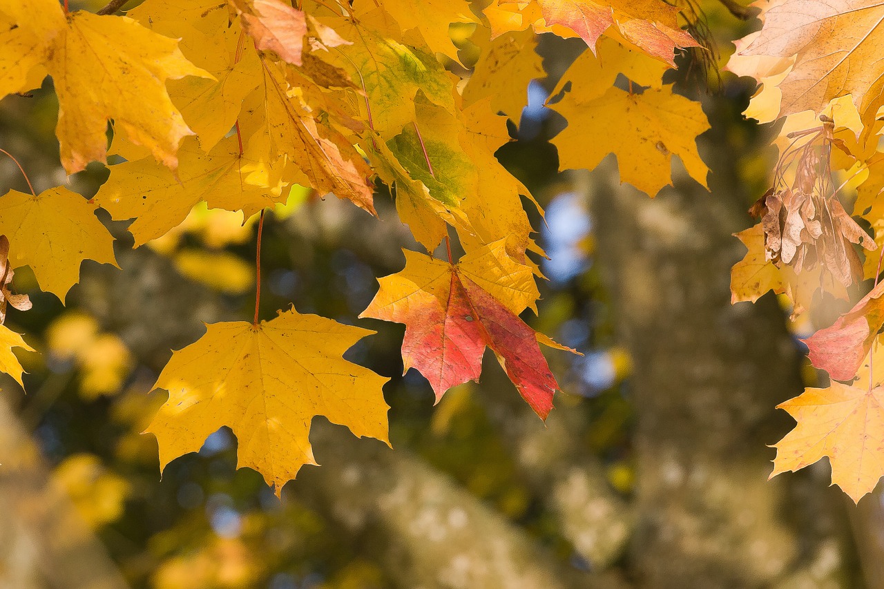 leaves foliage autumn free photo