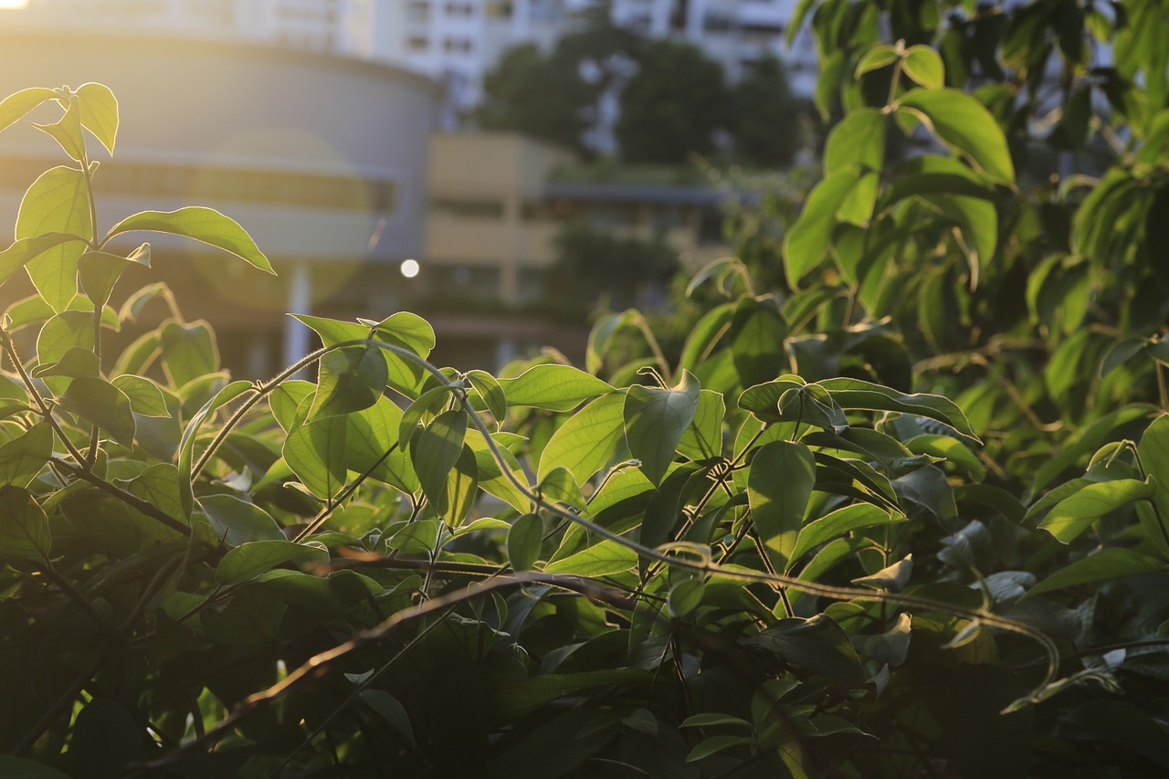 leaves solar sunlight free photo