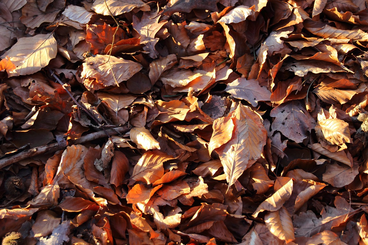 leaves dry forest floor free photo