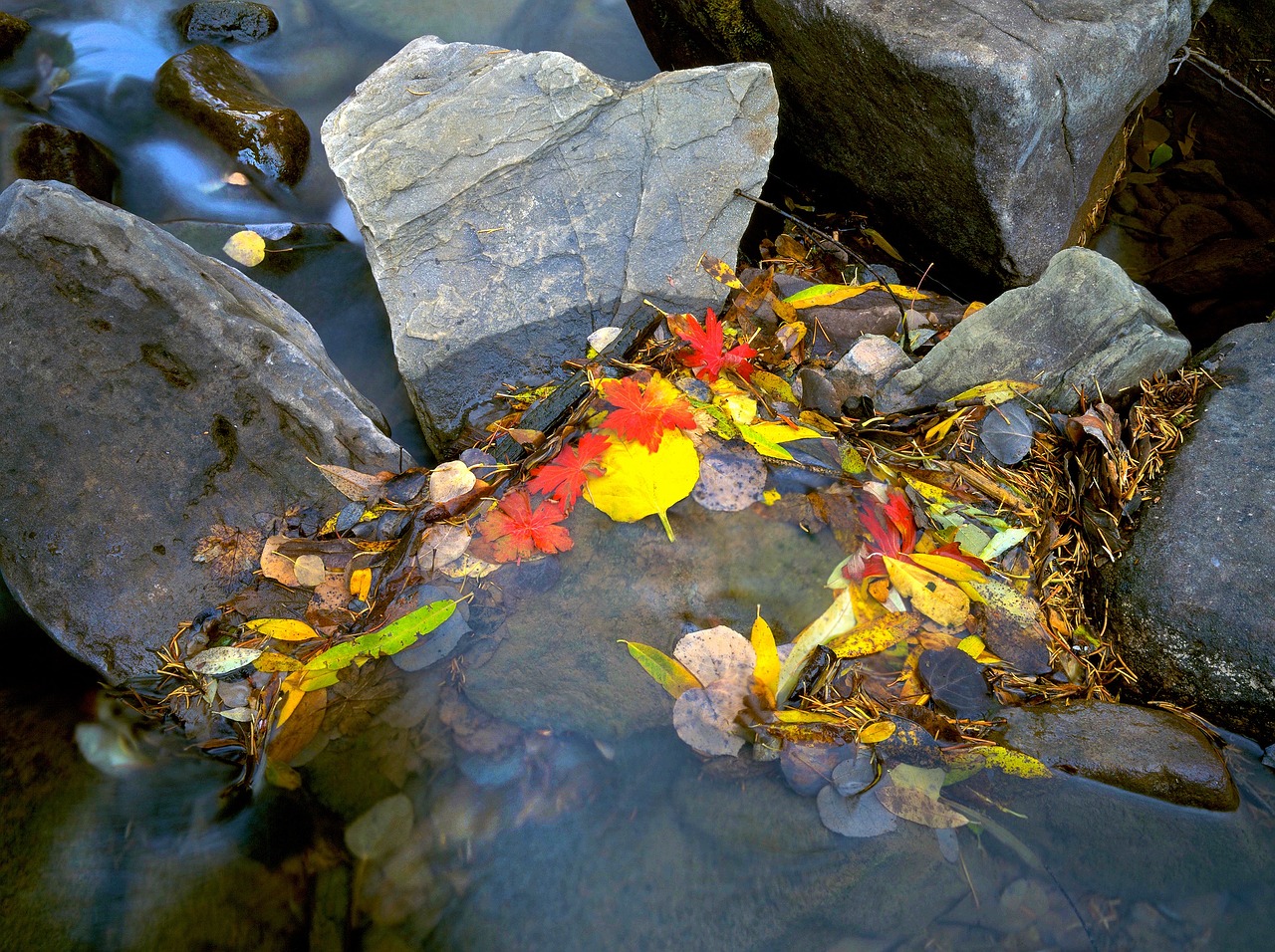 leaves colors water free photo