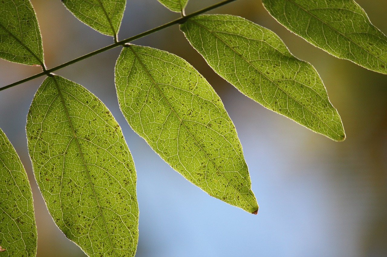 leaves nature macro free photo