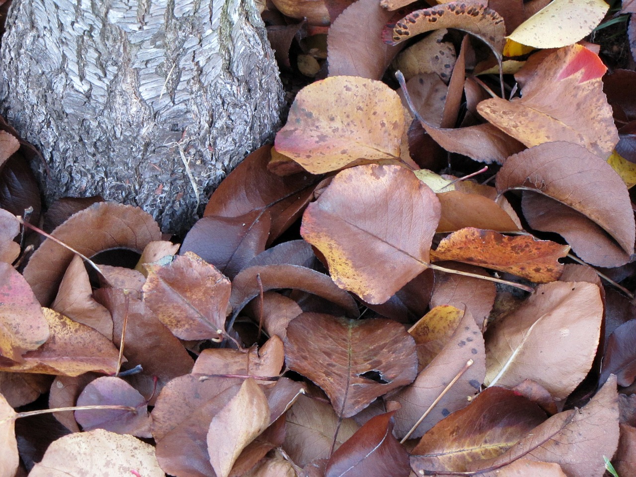 leaves fall leaves tree free photo