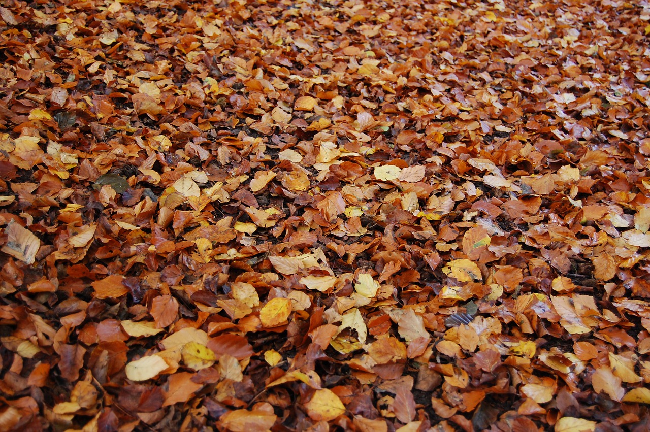 leaves autumn nature free photo