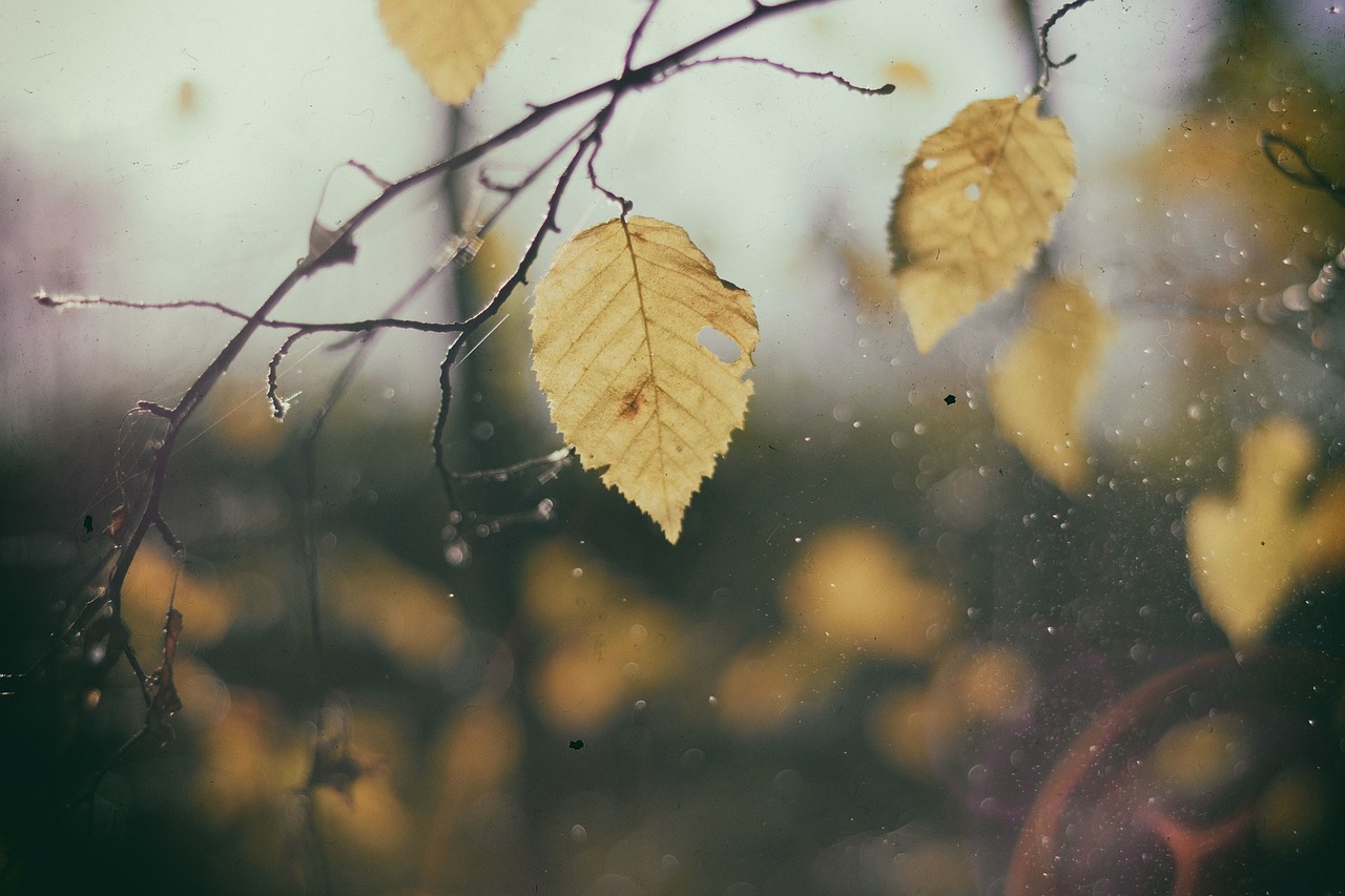 leaves branches tree free photo