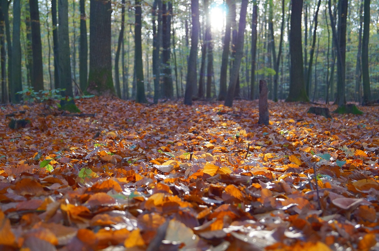 leaves trees forest free photo