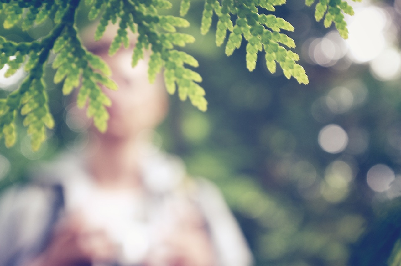 leaves blurry nature free photo